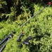 Акумуляторний обприскувач GRUNTEK BS-12-3BP (296004123)