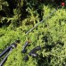 Обприскувач ручний GRUNTEK HS-12-3 (296002123)